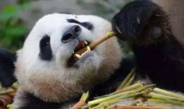 熊猫的冷门知识，揭秘这些黑白萌物的神秘面纱