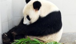 山西熊猫与知识产权，保护与创新的双重奏