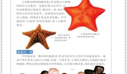 探索知识的海洋，百科全书的力量与魅力
