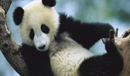 熊猫冷知识大全，探索这些可爱生灵的神秘世界