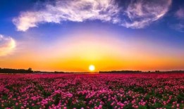 花与生活的千丝万缕