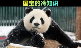 熊猫知识科普，了解国宝的神秘世界