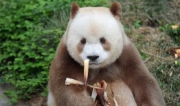 大熊猫的冷门知识，不只是黑白的萌物