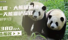 探索熊猫王国，熊猫知识科普视频全解析