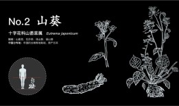 花与生活的千丝万缕