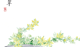 花与情感，自然之美与人类情感的完美融合