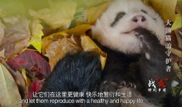 Panda Cats:Unveiling the Coolest Cold Facts