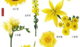 花与花名大全，探索花卉世界的多彩奥秘