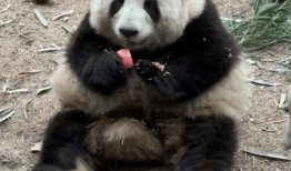 熊猫，自然中的黑白精灵