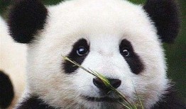 大熊猫的冷门知识，不只是黑白的萌物