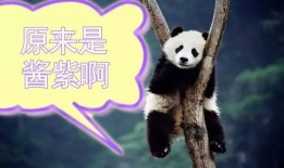 熊猫知识科普，了解国宝的神秘世界