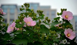 花与花搭配的花语和寓意，解读花卉组合的深层含义