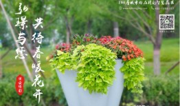 花与情感，自然之美与人类情感的完美融合