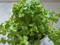 草药植物知识百科大全，视频教程指南