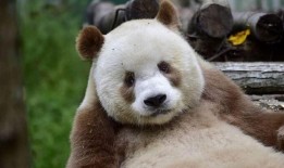 探秘熊猫，自然中的黑白精灵