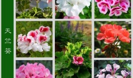 花与花名大全，探索花卉世界的多彩奥秘