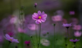 播放花花的寓意，音乐与情感的交织