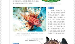 探索知识的海洋，百科全书的力量与魅力