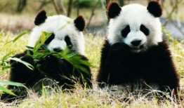 熊猫科普知识大全，了解国宝的奥秘