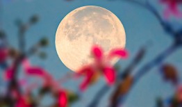 花与月，自然之美的对仗