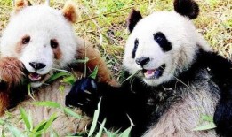 熊猫，自然中的黑白精灵