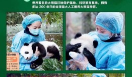 探索熊猫王国，熊猫知识科普视频全解析