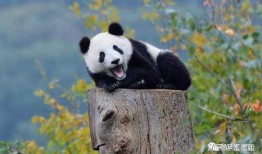 揭秘熊猫的冷知识，这些你可能不知道的趣闻