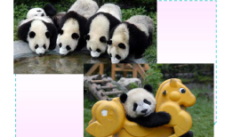Panda Cats:Unveiling the Coolest Cold Facts