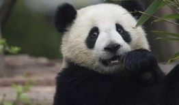 揭秘熊猫王国，你所不知道的冷知识