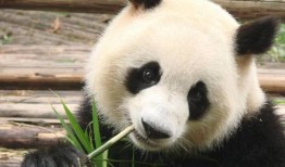 山西熊猫与知识产权，保护与创新的双重奏