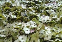 探索茶的神奇功效，喝什么茶有助于降低血压和血糖？