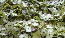探索茶的神奇功效，喝什么茶有助于降低血压和血糖？
