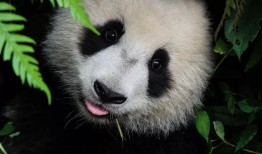 熊猫的冷门知识，揭秘这些黑白萌物的神秘面纱