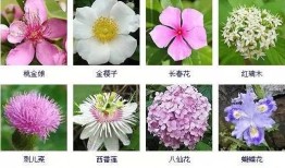 花与花名大全，探索花卉世界的多彩奥秘