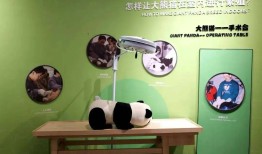 熊猫知识科普，保护与教育的双重使命