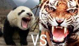 探秘熊猫的冷门知识，你不知道的国宝秘密