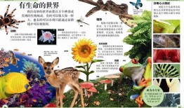 探索儿童百科全书的奇妙世界，主要内容概览