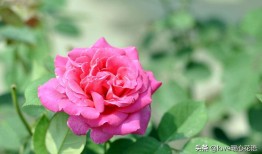 花的寓意与花语，解读花卉背后的语言