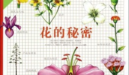 花花，探索这朵神秘之花的奥秘
