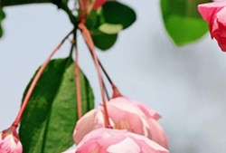 与花在一起的美好，探索花朵的治愈力量