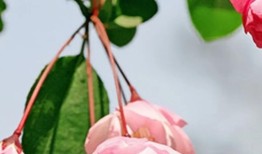 与花在一起的美好，探索花朵的治愈力量