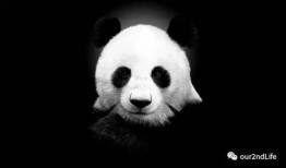 熊猫的冷门知识，揭秘这些黑白萌物的神秘面纱