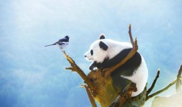 山西熊猫与知识产权，保护与创新的双重奏