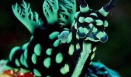 大全，探索自然界的奇妙生物