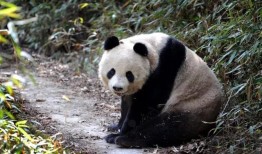 熊猫冷知识大全，探索这些可爱生灵的神秘世界