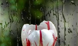 郁金香与玫瑰花的完美搭配，色彩与情感的交融