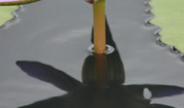 与花在一起的美好，探索花朵的治愈力量