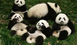 揭秘熊猫的冷知识，这些你可能不知道的趣闻