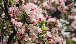 与花在一起的美好，探索花朵的治愈力量