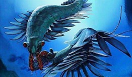 动物百科知识大全视频，探索自然界的奇妙生物